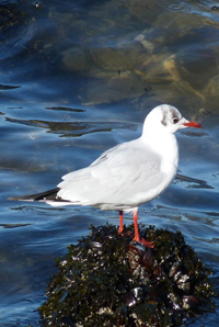 Gaivota no porto de Vigo