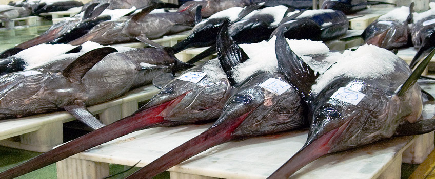 Marche aux poissons daltitude de Berbes