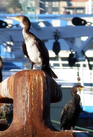 Aves en el puerto